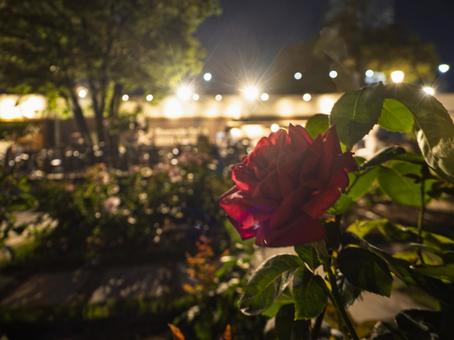 夜の公園の赤い薔薇 夜の公園の赤い薔薇の写真