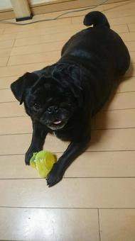 パグ パグの写真