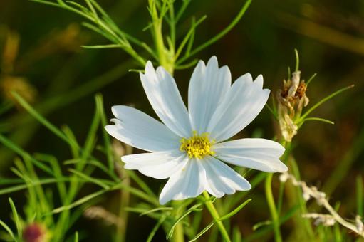 コスモスの花 コスモス,秋,花の写真素材