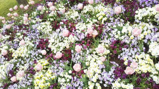 Flowers, JPG