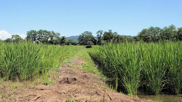 安曇野の田園風景 安曇野の田園風景 安曇野,夏,田んぼの写真素材