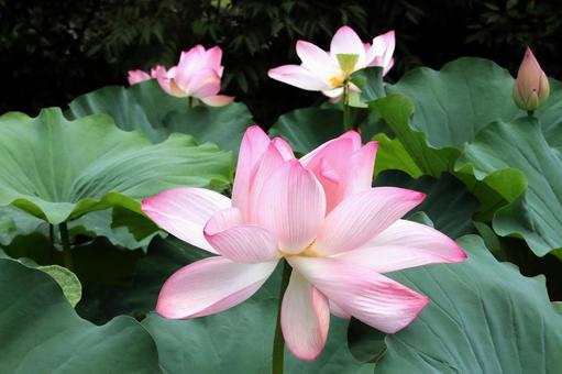 ハスの花開花 ハスの花開花 花,蓮の花,はすの写真素材