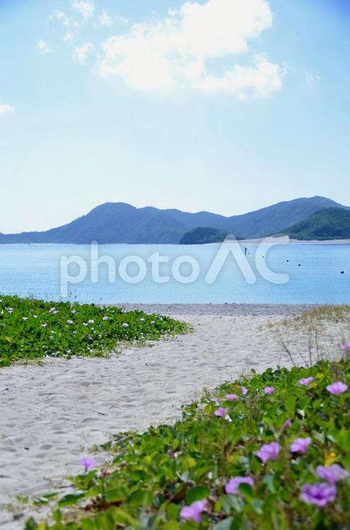 ハマヒルガオの咲く砂浜 ハマヒルガオ,浜,砂の写真素材