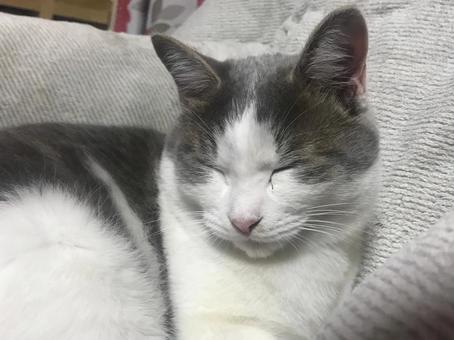 眠い猫 眠い猫の写真
