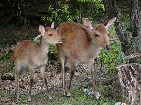 Parent and child deer②@Takahata, Nara city 202506, JPG