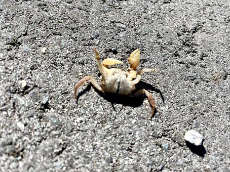 ひっくり返った子蟹 蟹,生き物,子蟹の写真素材