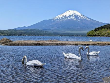 向かい合う白鳥と富士 富士山,白鳥,湖の写真素材