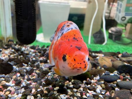 かわいいらんちゅう かわいいらんちゅう らんちゅう,蘭虫,金魚の写真素材