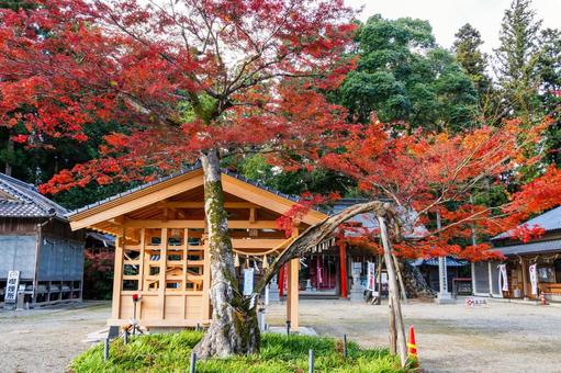 賀茂神社のモミジ⑵ 神社,賀茂神社,晩秋の写真素材