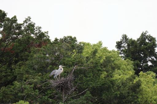 Landscape with a heron's nest on top of green trees, JPG