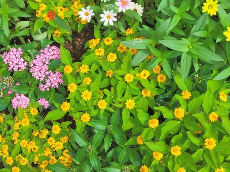 Pink and yellow flower field, JPG