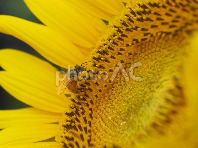 花とミツバチ 花,ひまわり,ミツバチの写真素材