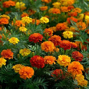 生命力あふれる花々 生命力あふれる花々の写真