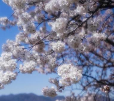 河川敷のサクラ 河川敷のサクラの写真