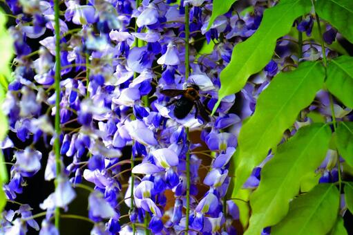 藤の花とクマバチ 藤,藤の花,藤棚の写真素材