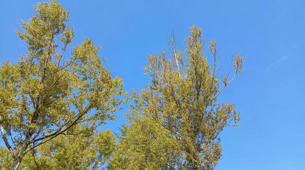 秋晴れの空と樹木（2） 秋晴れ,空,青空の写真素材