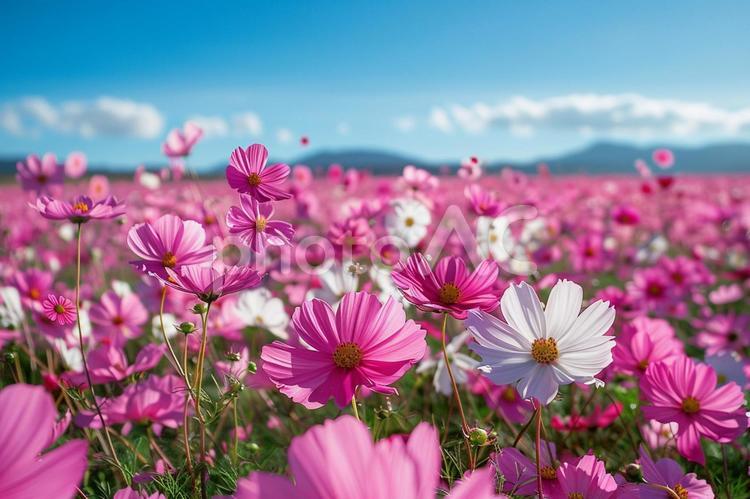 秋の自然を彩る満開のコスモスの写真 コスモス,花,青空の写真素材