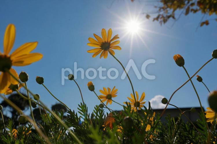 花と青空 花,空,太陽の写真素材