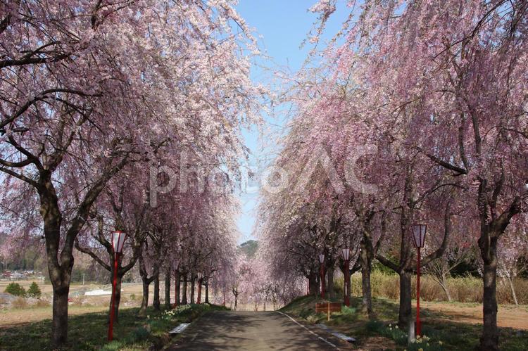 しだれ桜 しだれ桜,枝垂桜,シダレ桜の写真素材