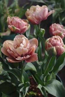 Double-flowered Tulip La Belle Epoque, JPG Double-flowered Tulip La Belle Epoque, JPG
