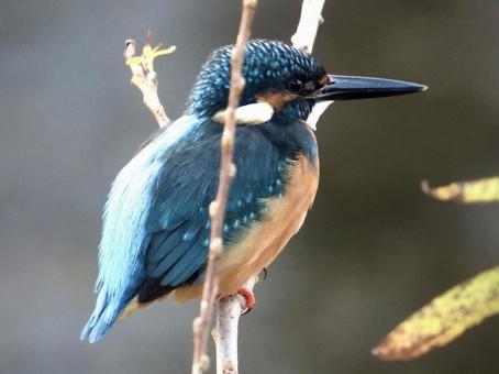 枝につかまるカワセミ 鳥,野鳥,カワセミの写真素材