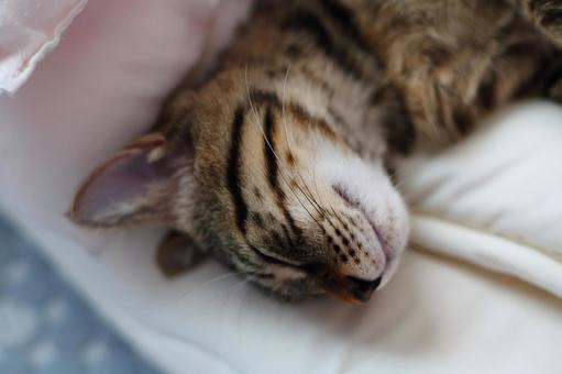 お昼寝中の子猫 お昼寝中の子猫の写真