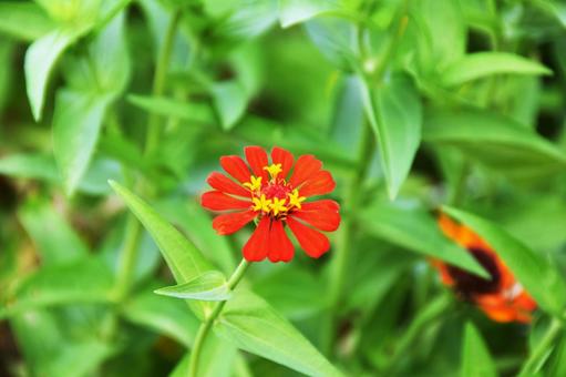 Zinnia, JPG