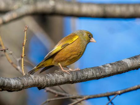 枝にとまるカワラヒワ 枝にとまるカワラヒワ カワラヒワ,野鳥,鳥の写真素材