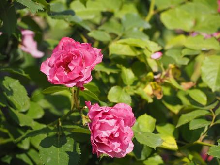 ライラック色のバラ　あおい③ バラ,薔薇,花の写真素材