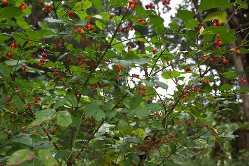 秋の山野草　ヒヨドリショウゴ 野草,雑草,緑の写真素材