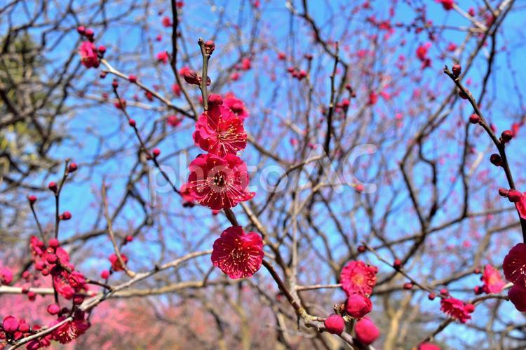 真紅の緋梅の花 赤,ピンク,真紅の写真素材