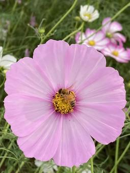 秋の日に咲きほこるコスモスの花とハチ 秋の日に咲きほこるコスモスの花とハチ コスモス,秋桜,花の写真素材