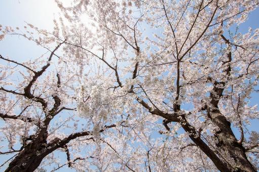 満開の桜 満開の桜の写真