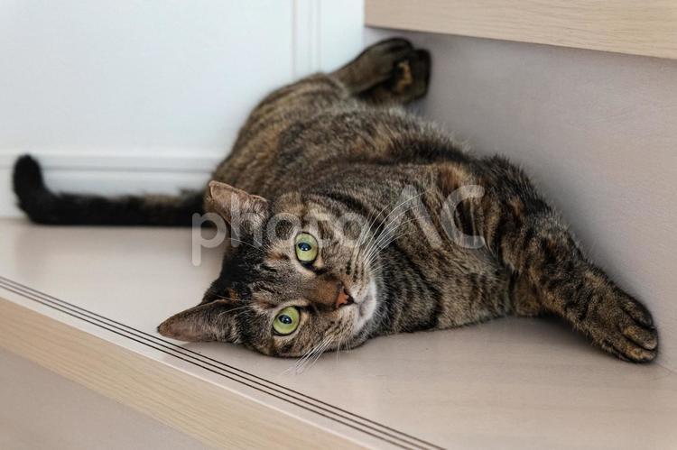 階段でくつろぐ猫(キジトラ) 猫,ペット,動物の写真素材