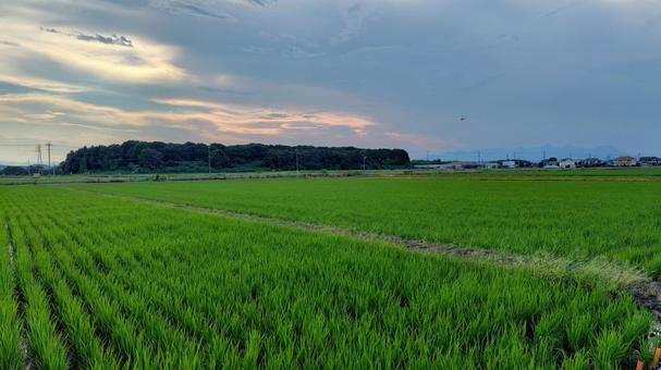 田園の風景#03 田園の風景#03 水田,田植え,米の写真素材