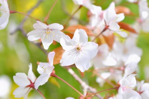 狩宿の下馬桜 狩宿の下馬桜 狩宿の下馬桜,アカメシロバヤマザクラ,桜の写真素材