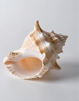 白い背景に巻貝の殻 白い背景に巻貝の殻の写真