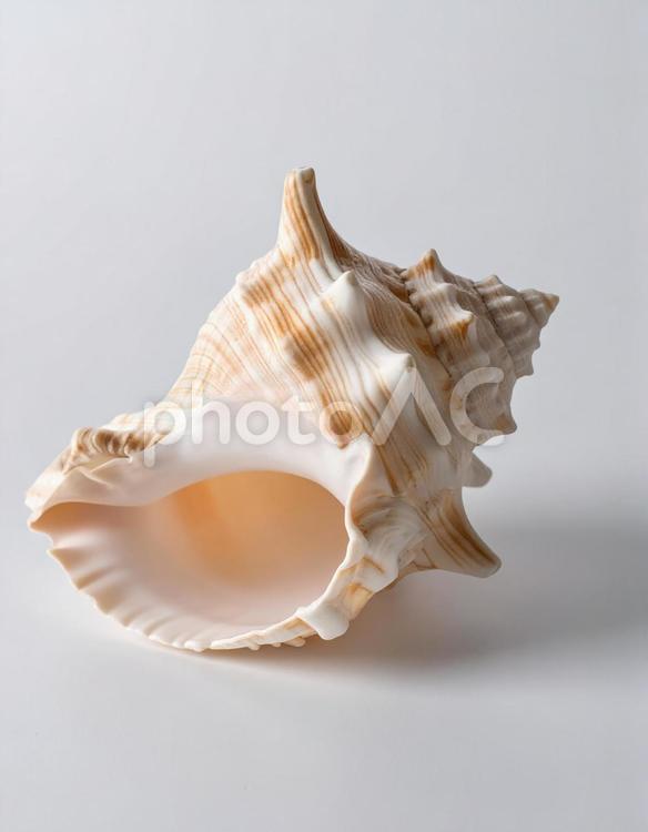 白い背景に巻貝の殻 貝,貝殻,魚介類の写真素材