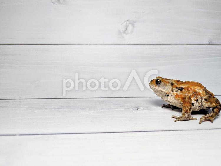 ミヤコヒキガエルと白背景 ミヤコヒキガエル,ヒキガエル,カエルの写真素材