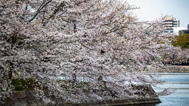 桜12 桜12の写真