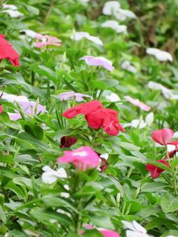 ニチニチソウの花たちの写真