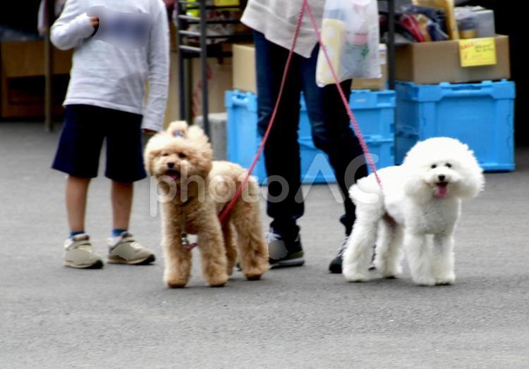 我が家の愛犬　02 いたずら,いぬ,お散歩の写真素材