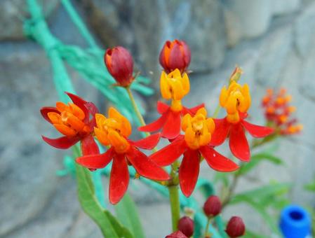 【花の写真】トウワタ（唐綿） トウワタ,唐綿,キョウチクトウ科の写真素材