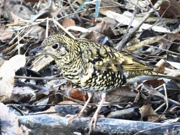 倒木の上に立つトラツグミ 鳥,野鳥,トラツグミの写真素材