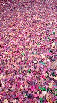 地面を覆う紅葉 地面を覆う紅葉 赤,紅葉,落ち葉の写真素材
