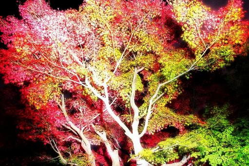 鮮やかなもみじの紅葉・ライトアップ 鮮やかなもみじの紅葉・ライトアップ 紅葉,もみじ,ライトアップの写真素材