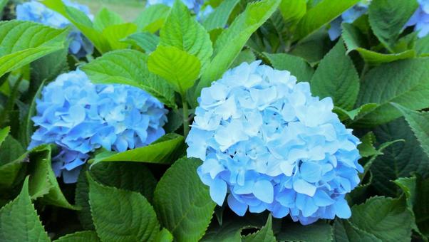 あじさいの花 あじさいの花の写真