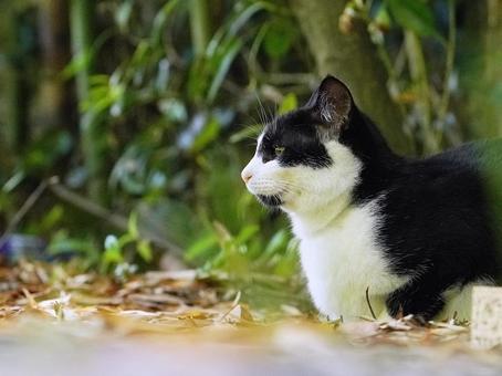 野良猫の顔 猫,野良猫,可愛い猫の写真素材