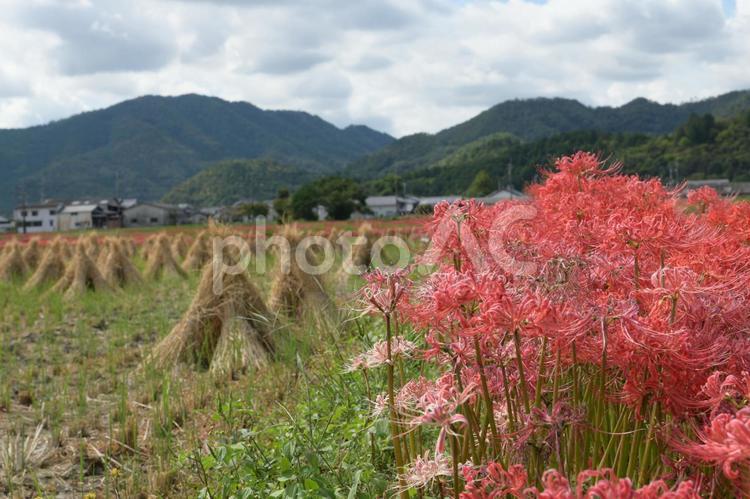 京都の彼岸花と田園風景 彼岸花,花,風景の写真素材