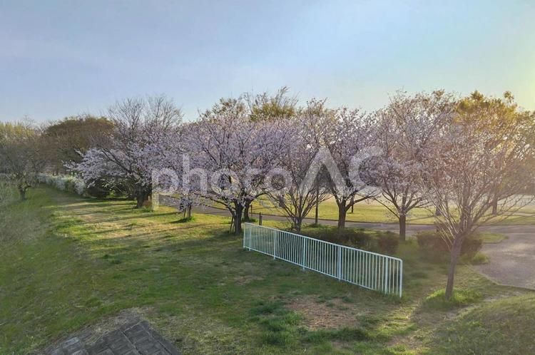 早朝の桜と公園 桜,公園,日差しの写真素材